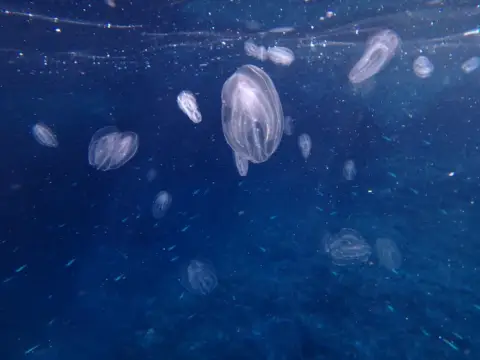 Mnemiopsis leidyi