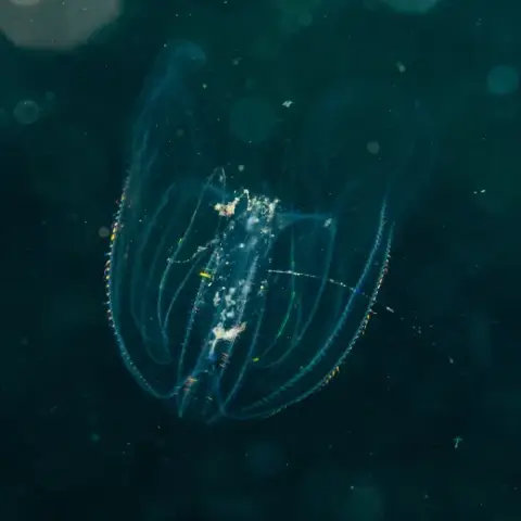 Mnemiopsis leidyi