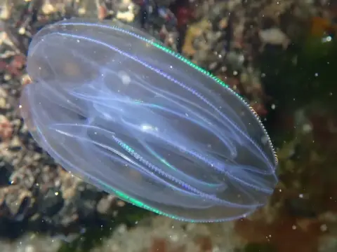 Mnemiopsis leidyi