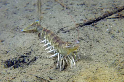 Penaeus (Melicertus) kerathurus