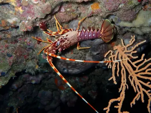 Palinurus elephas