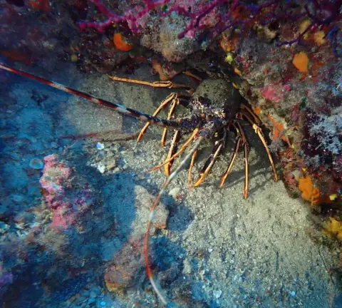 Palinurus elephas