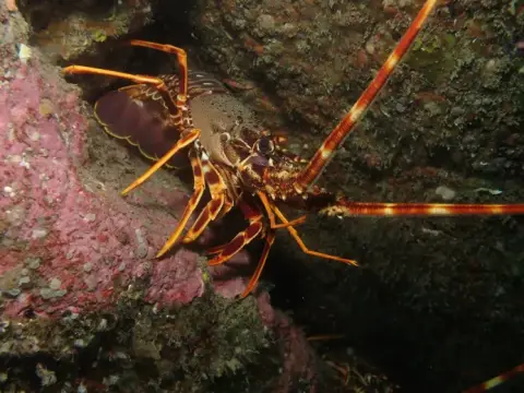Palinurus elephas