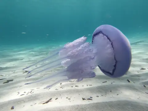 Rhizostoma pulmo