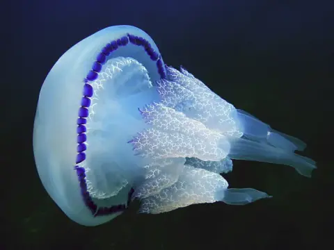 Rhizostoma pulmo
