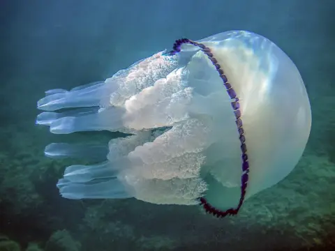 Rhizostoma pulmo