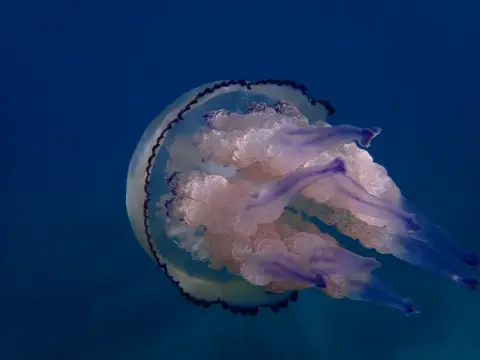 Rhizostoma pulmo