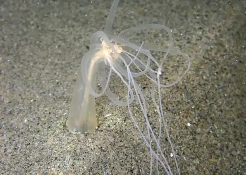 Halcampoides purpureus