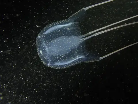 Carybdea marsupialis