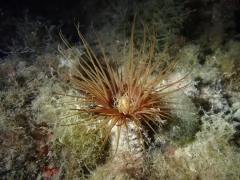 Cerianthus membranaceus