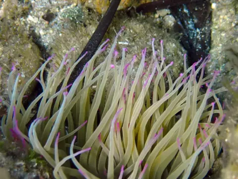 Anemonia viridis