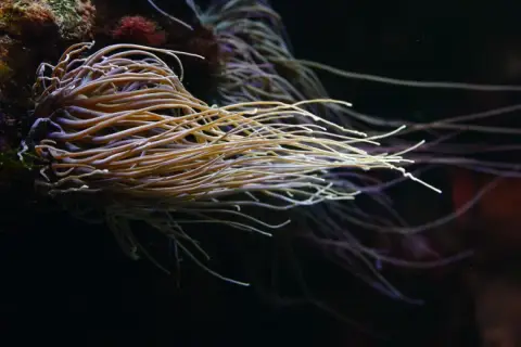 Anemonia viridis