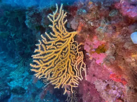Eunicella cavolini