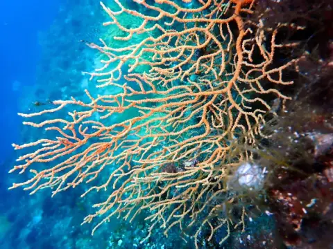 Eunicella cavolini