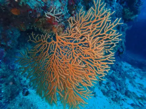 Eunicella cavolini