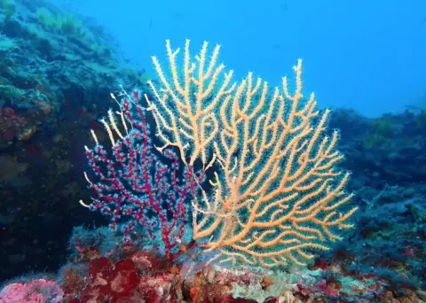 Eunicella cavolini