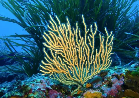 Eunicella cavolini