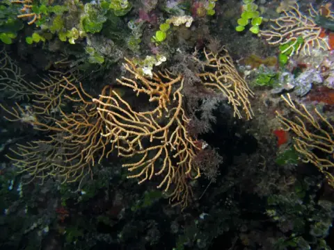 Eunicella cavolini