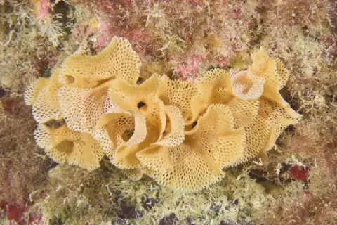 Reteporella grimaldii