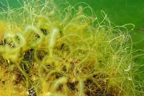 Chaetomorpha linum