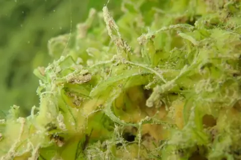 Chaetomorpha linum