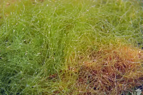 Chaetomorpha linum