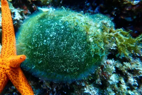 Codium bursa