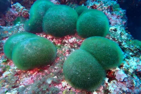 Codium bursa