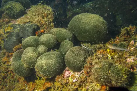 Codium bursa