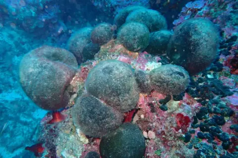 Codium bursa
