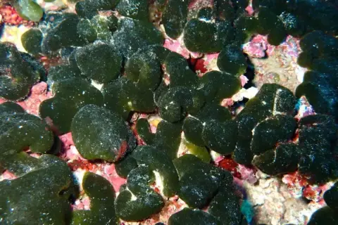 Codium coralloides