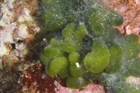 Codium coralloides