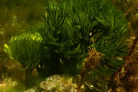 Codium fragile