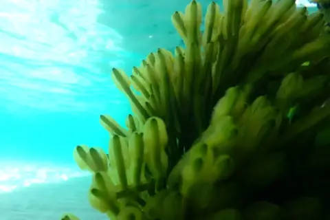 Codium fragile
