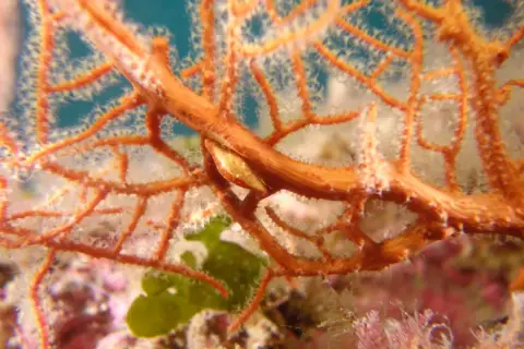 Simnia spelta