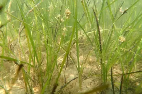 Nanozostera noltei