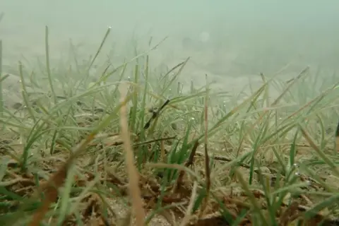 Nanozostera noltei