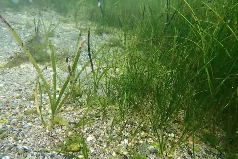 Nanozostera noltei