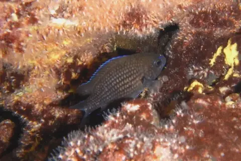 Chromis chromis