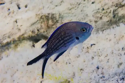 Chromis chromis