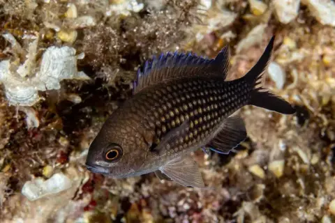 Chromis chromis