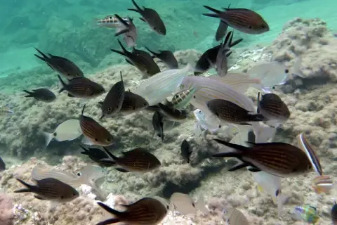 Chromis chromis