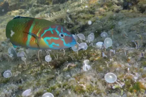 Thalassoma pavo