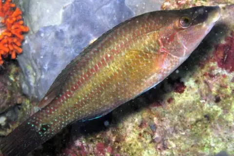 Symphodus tinca