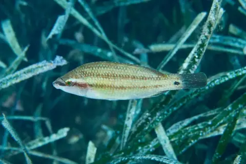 Symphodus tinca