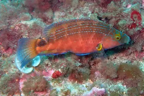 Symphodus mediterraneus