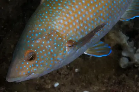 Labrus merula