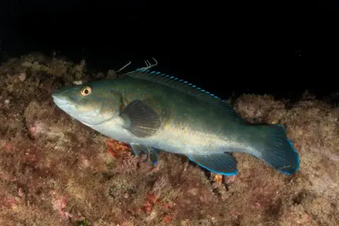 Labrus merula