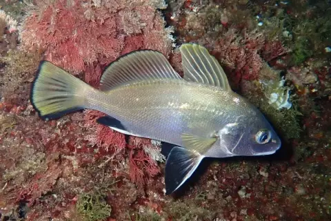 Sciaena umbra