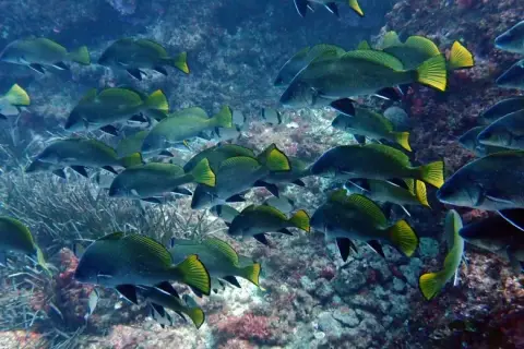 Sciaena umbra